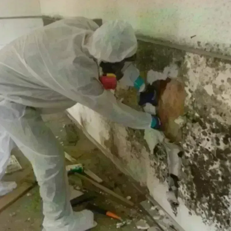 Mold Remediation and Removal in Clarksdale, MS